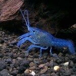 Lobster Blue Electric Crayfish (Procambarus alleni)