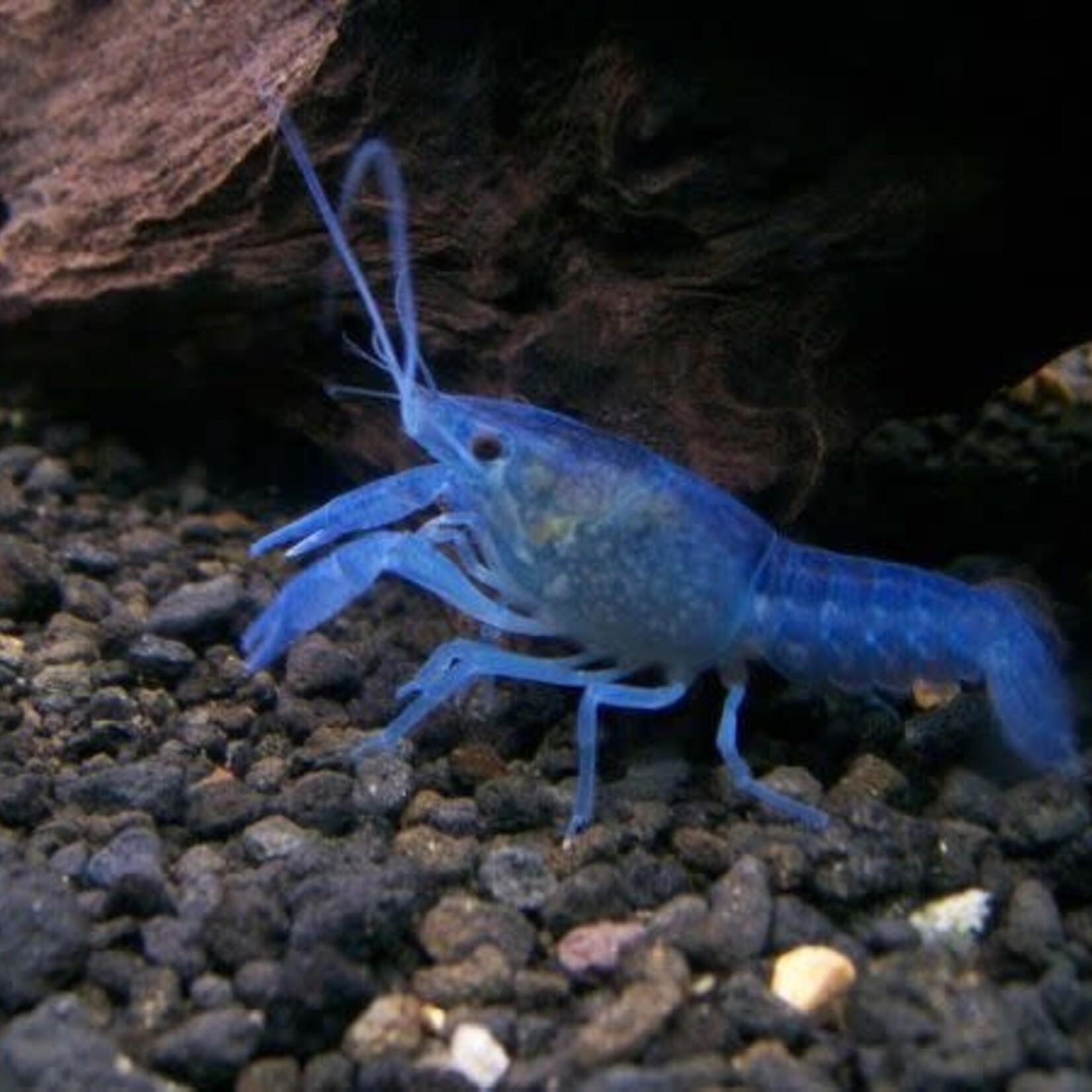 FISH - Lobster Blue Electric Crayfish (Procambarus alleni)