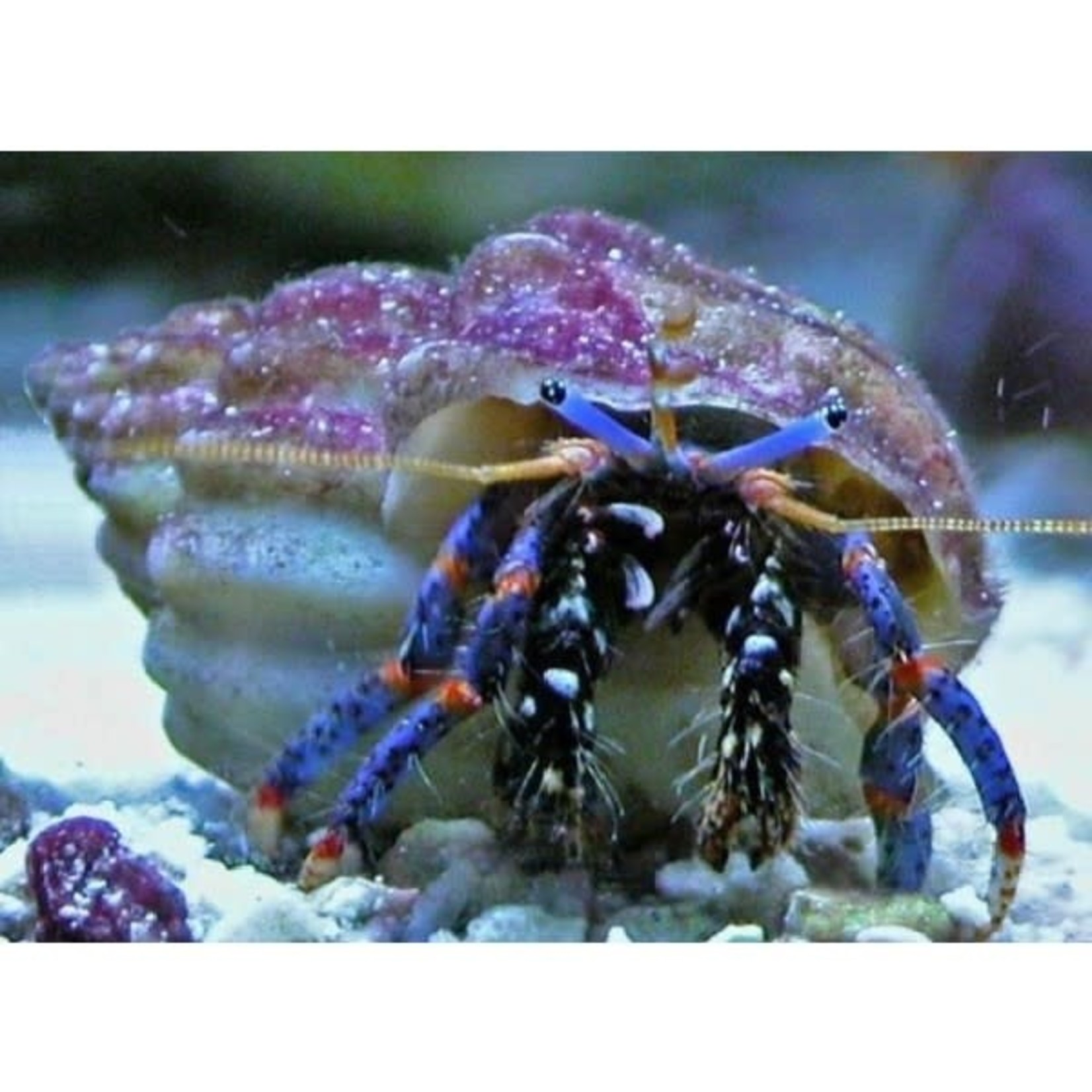 Crab Hermit Blue Leg (Clibanarus Tricolor)
