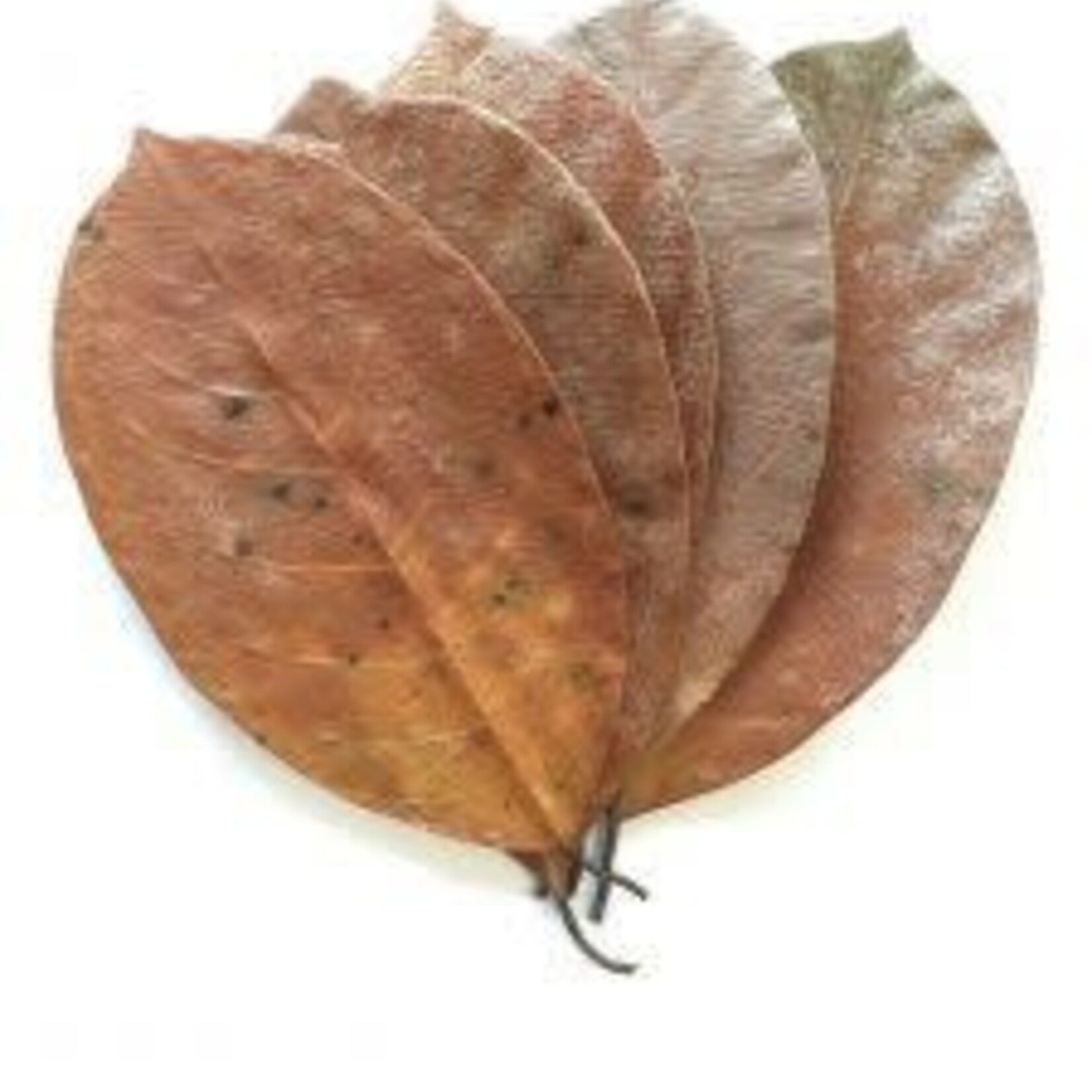NewCal Pet Jackfruit Leaves