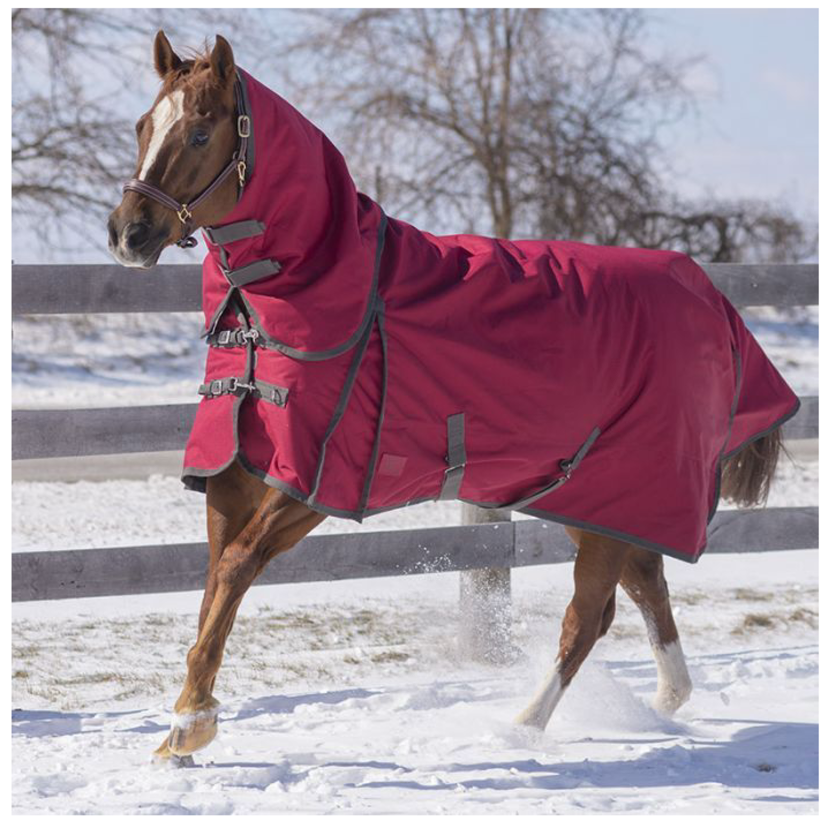 Canadian Horsewear Canadian Horsewear 81"  Burgundy Diablo Storm 160gm