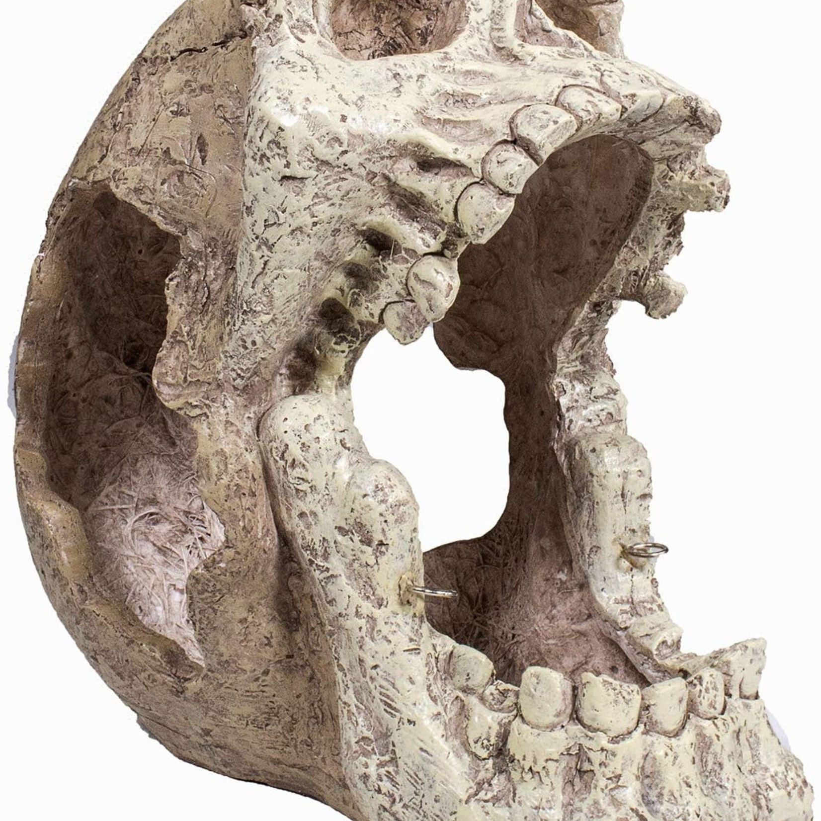 PENN-PLAX INC Reptology Skull Hideaway