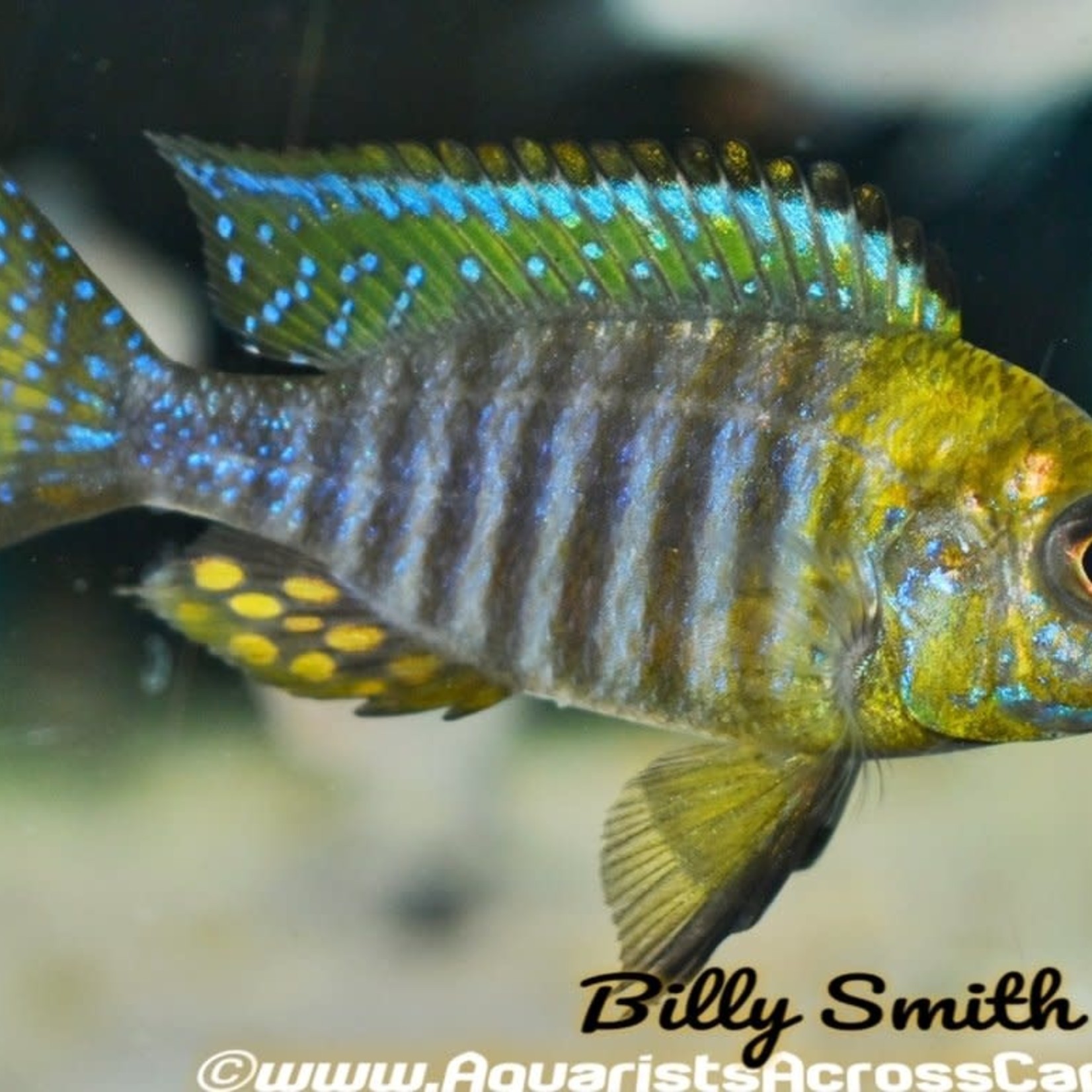 aFishionados Chitende Peacock Fish