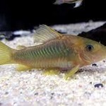 LIVE FISH(NEW) - CORYDORA Loxozonus