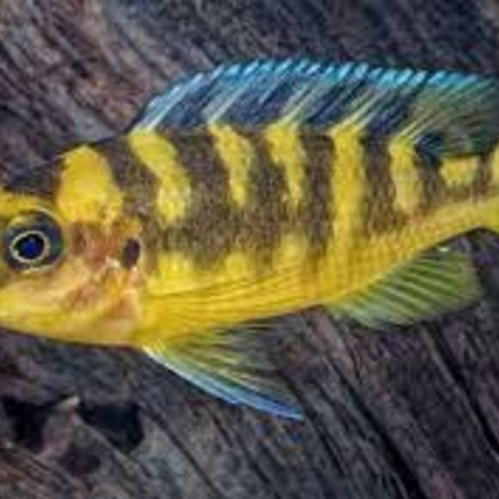 FISH - BUMBLE BEE CICHLID