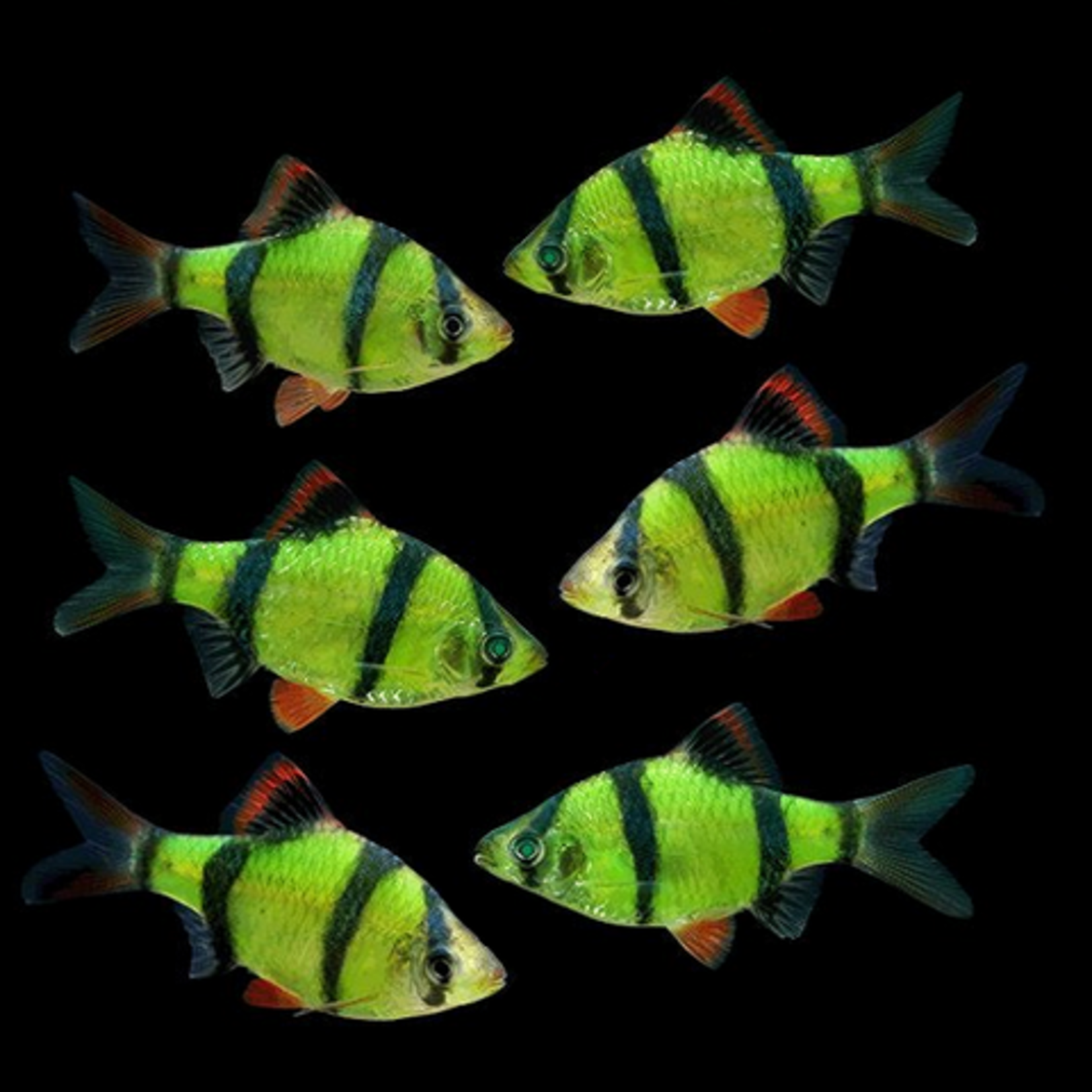 FISH - (NEW) GLOFISH BARB