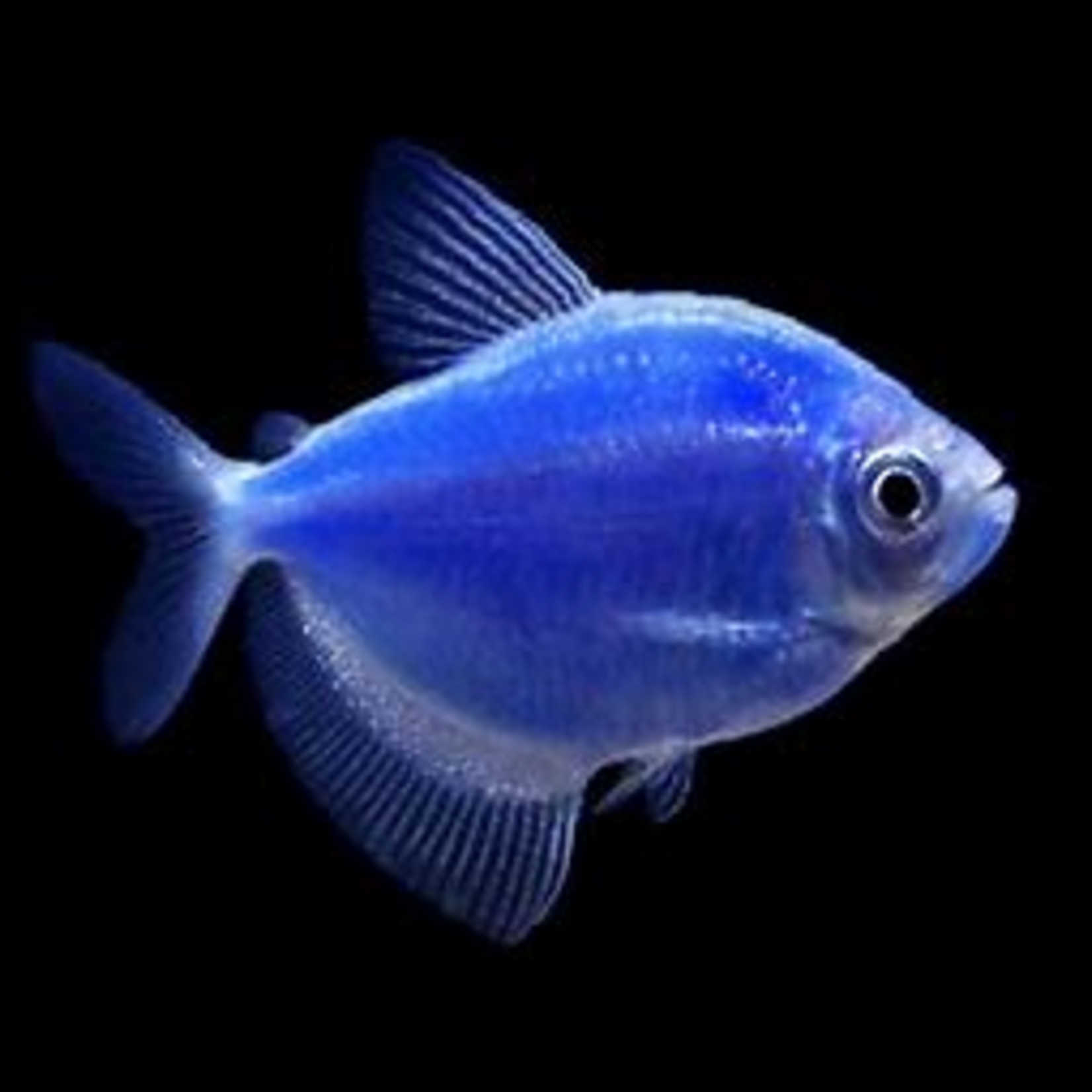 Canada  GloFish®