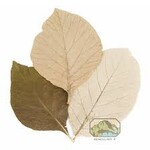 Teak Leaves