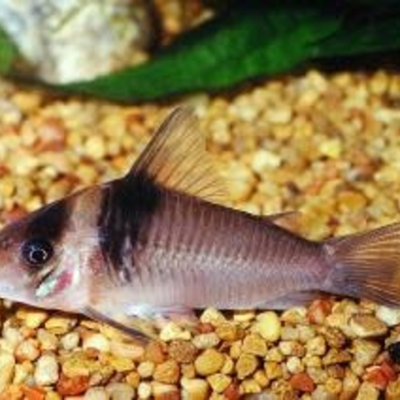 LIVE FISH(NEW) - CORYDORA Loxozonus