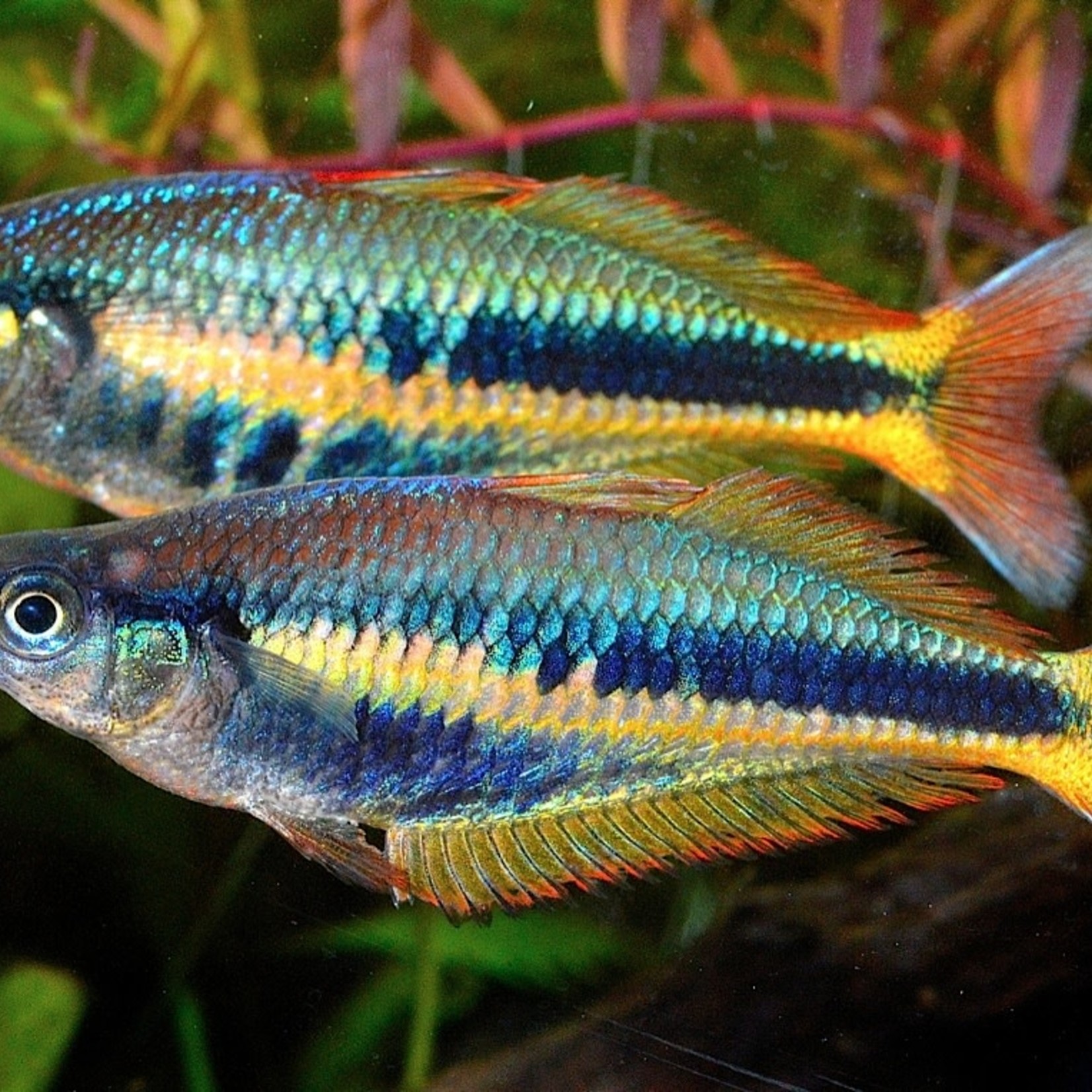 FISH -Chilatherina alleni "Wapoga" red form
