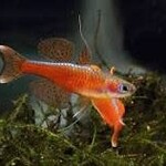 FISH - Pseudomugil Luminatus