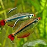 FISH - Tanichthys Micagemma