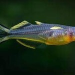 FISH - Forktail Rainbow Fish