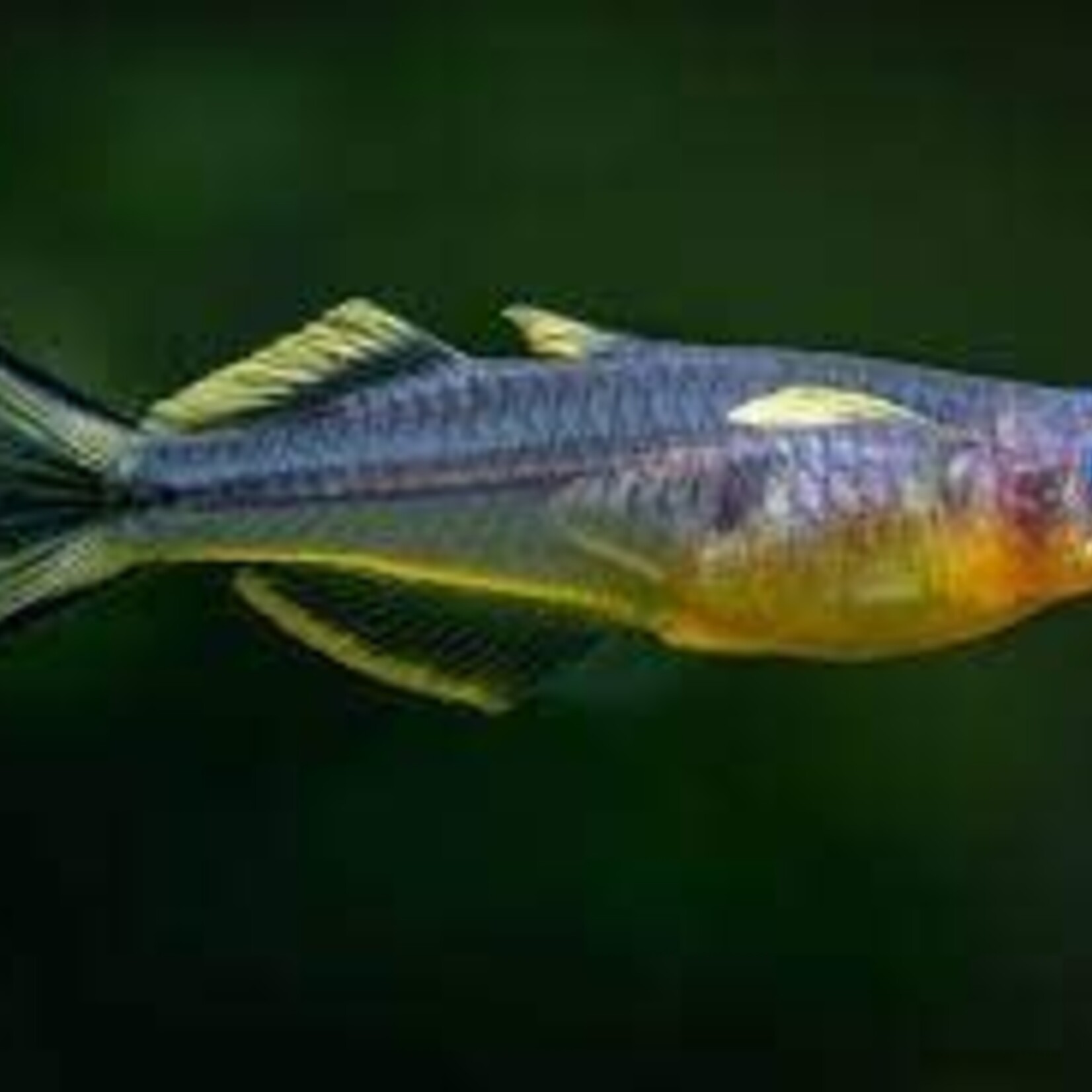 FISH - Forktail Rainbow Fish