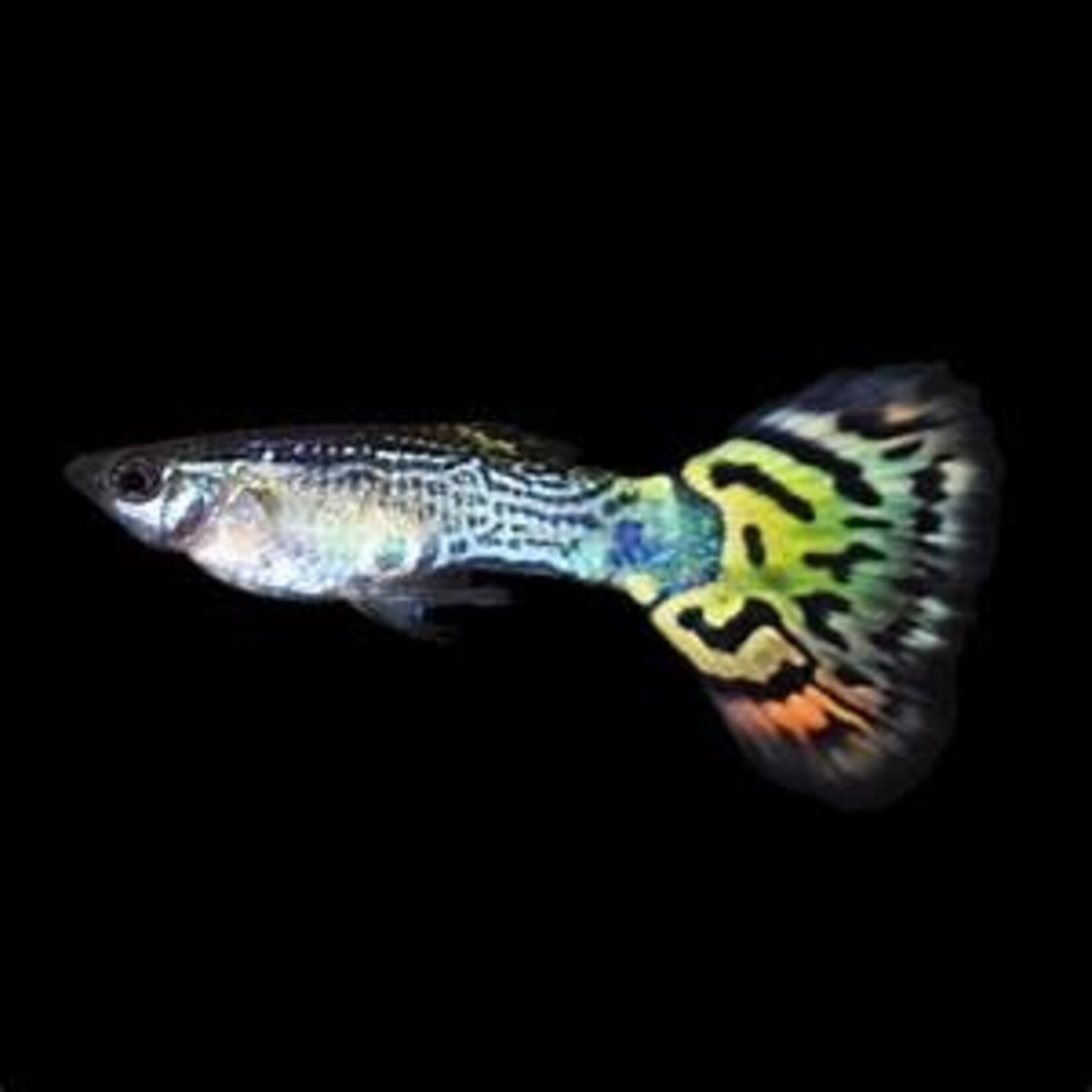 FISH(NEW) - Endlers