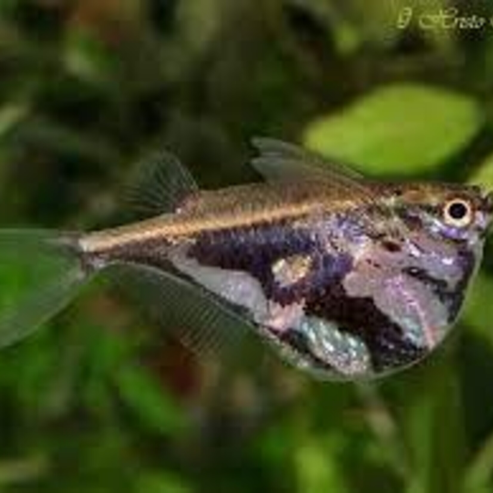 FISH (NEW) - Marble Hatchet Fish