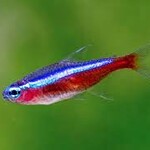 FISH(NEW) - Cardinal Tetras