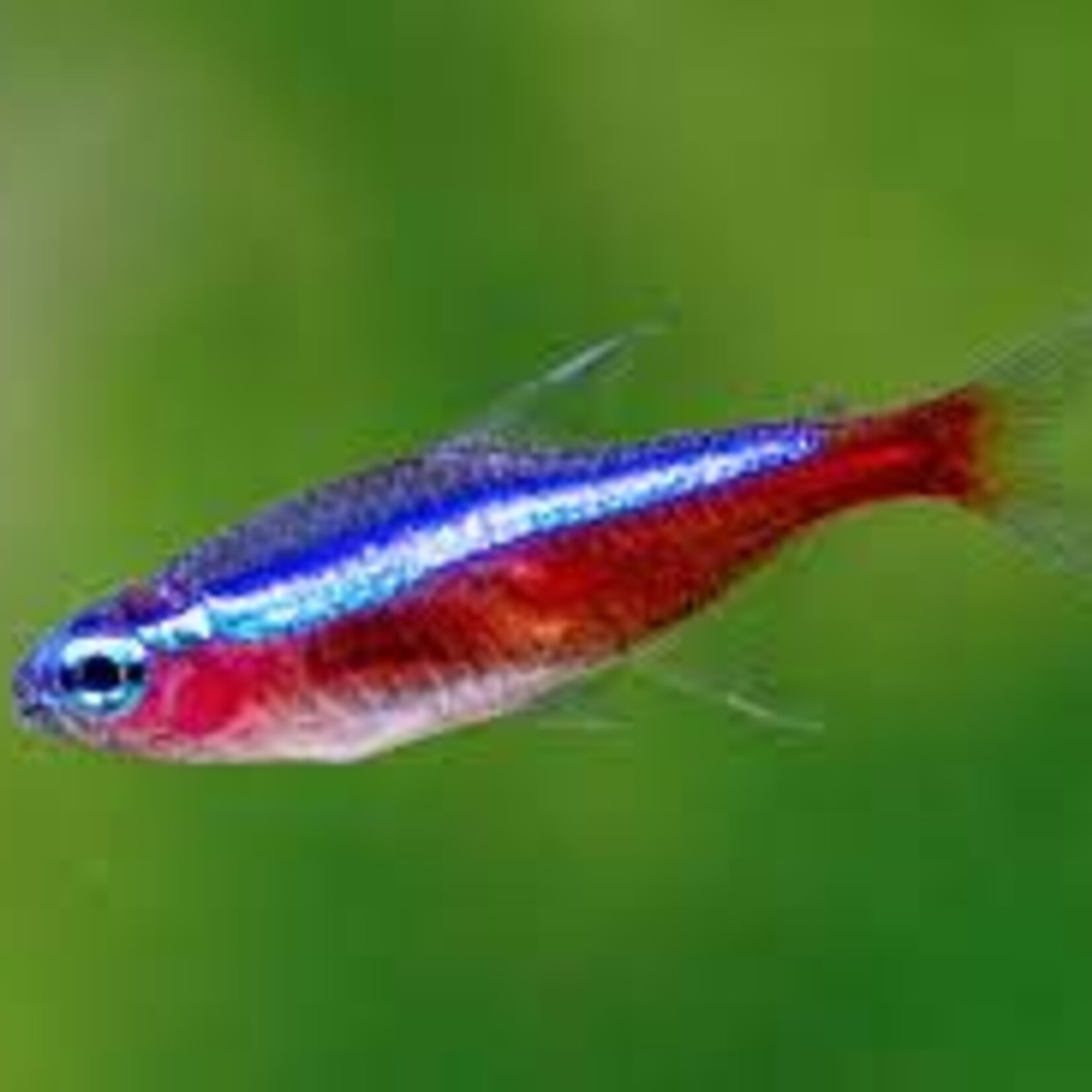 FISH(NEW) - Cardinal Tetras