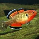 FISH(NEW) - Empire Gudgeon