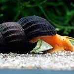 FISH(NEW) - Gold Rabbit Snail