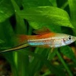 FISH - Neon Swordtail