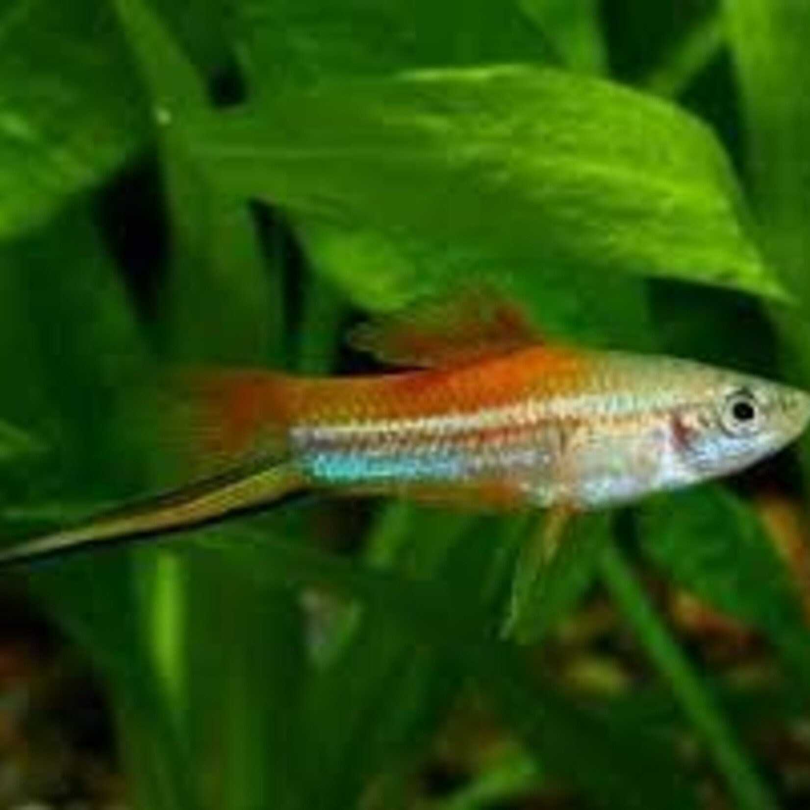 FISH - Neon Swordtail