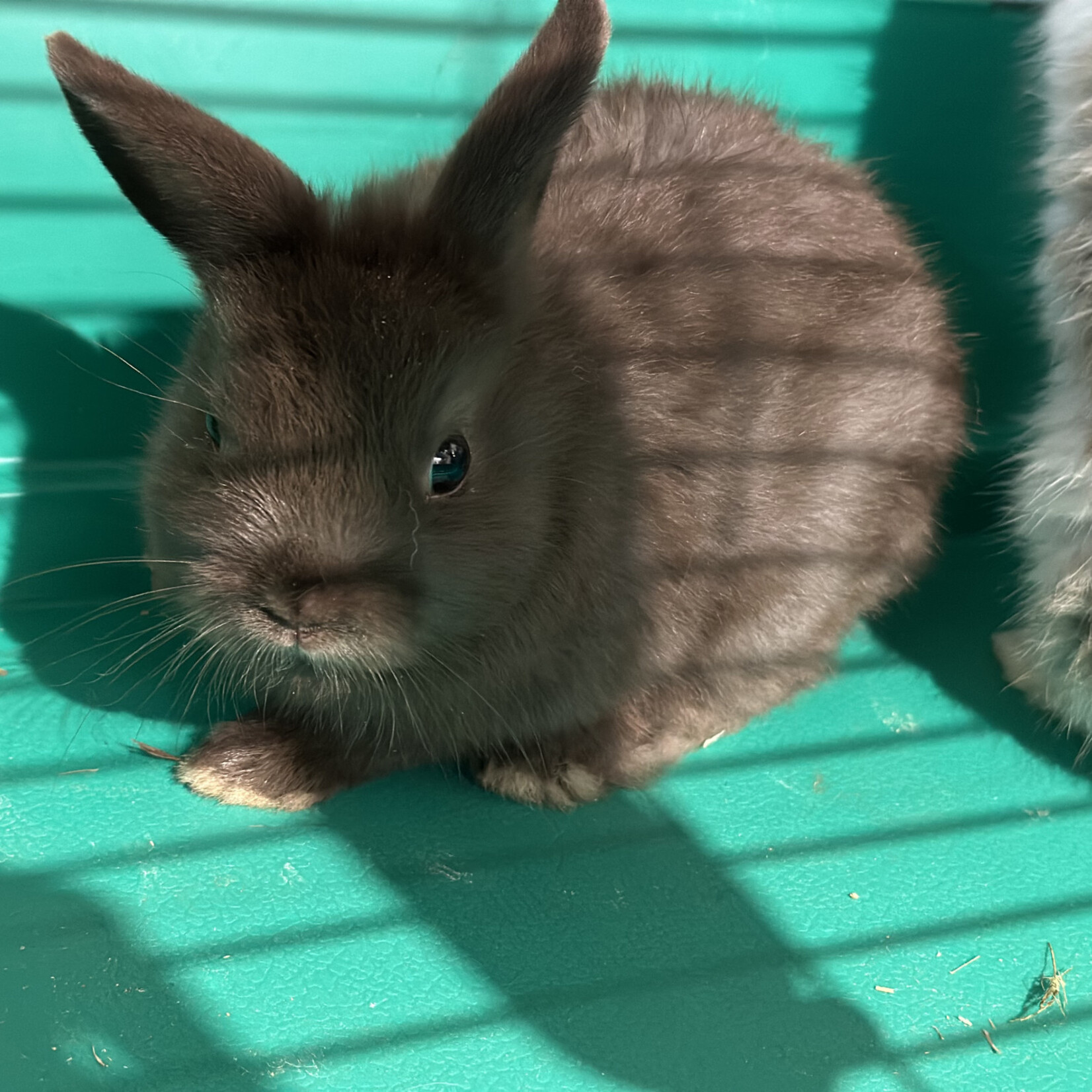 AFA NETHERLAND  DWARF Rabbit (dark grey)