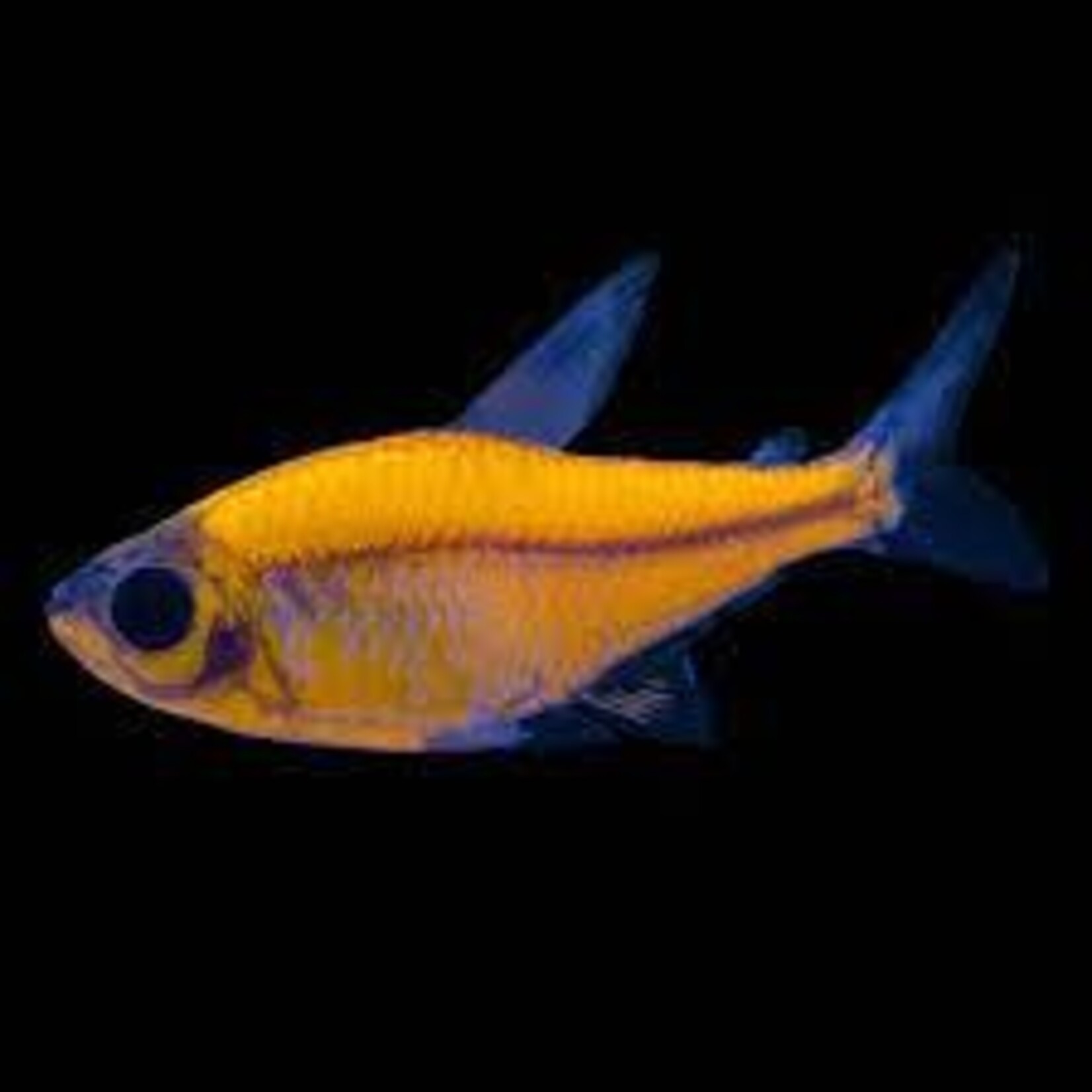 aFishionados Sunburst Orange Pristella (Fish)