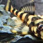 aFishionados L52 - Butterfly Pleco (Fish)