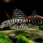 L129 - Colombian Zebra Pleco (Fish)