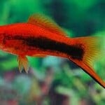 aFishionados FISH - Red Tuxedo Swordtails