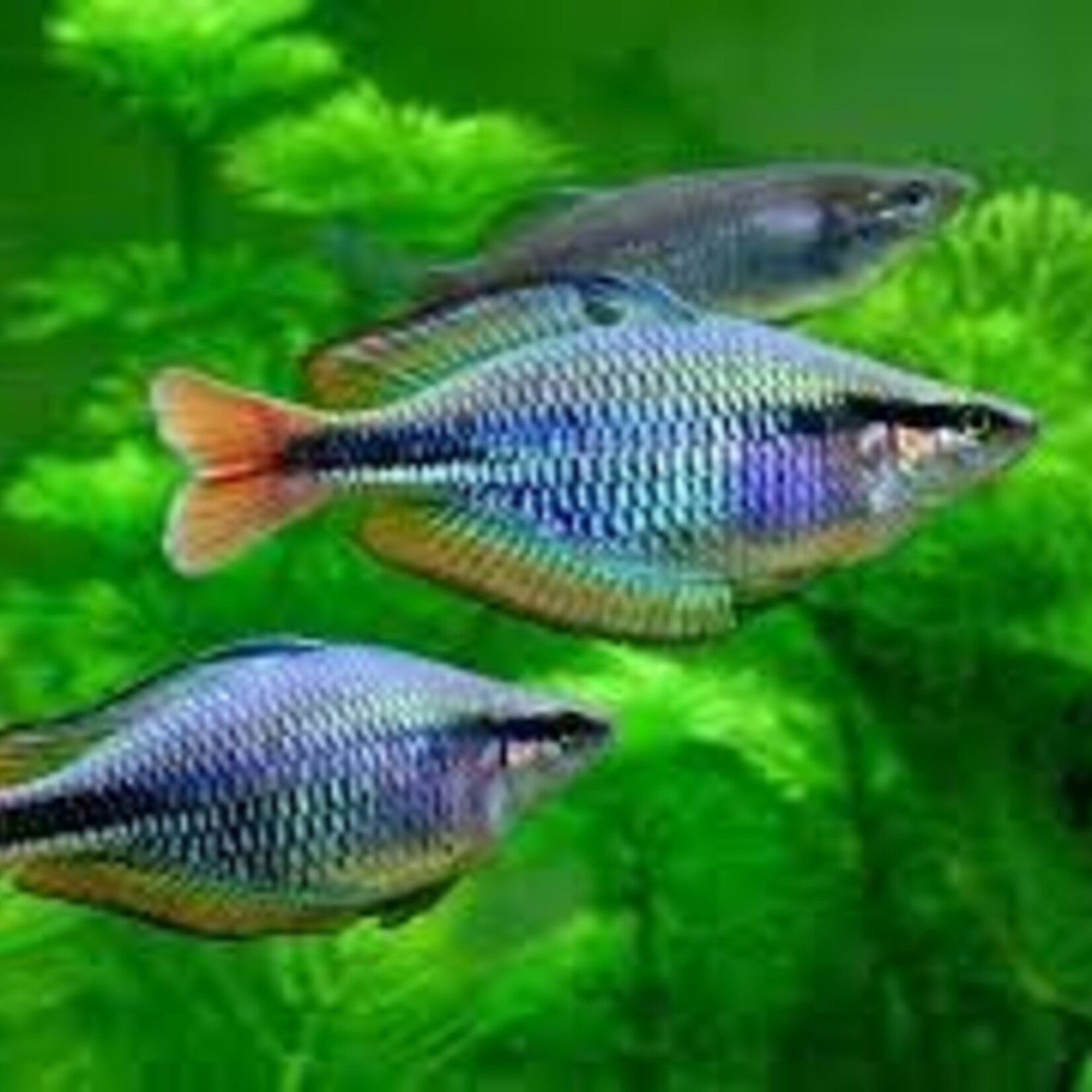 aFishionados Melanotaenia Picta (Fish)