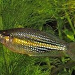 aFishionados FISH - Komeng River Rainbowfish
