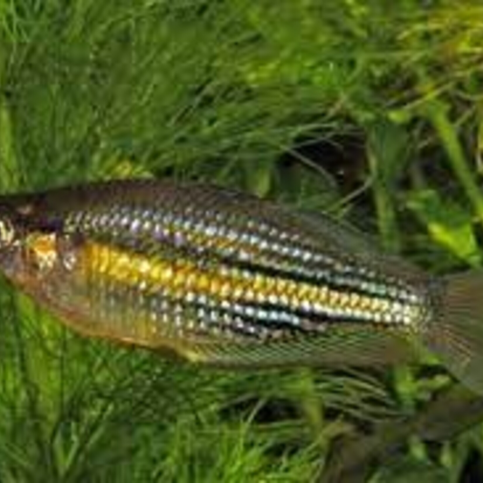 aFishionados Melanotaenia sp Coming River (Fish)