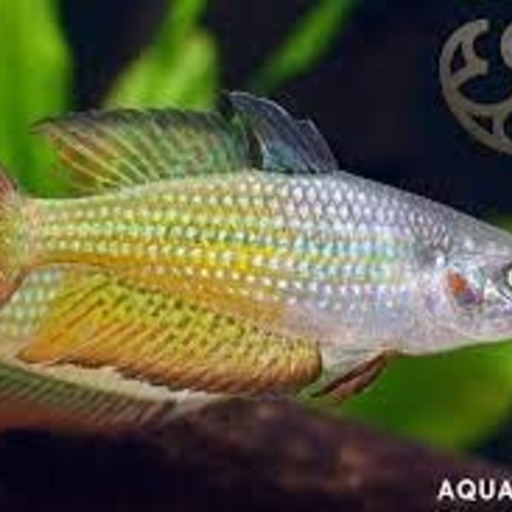 aFishionados FISH -  "Deep Water Creek" Rainbowfish