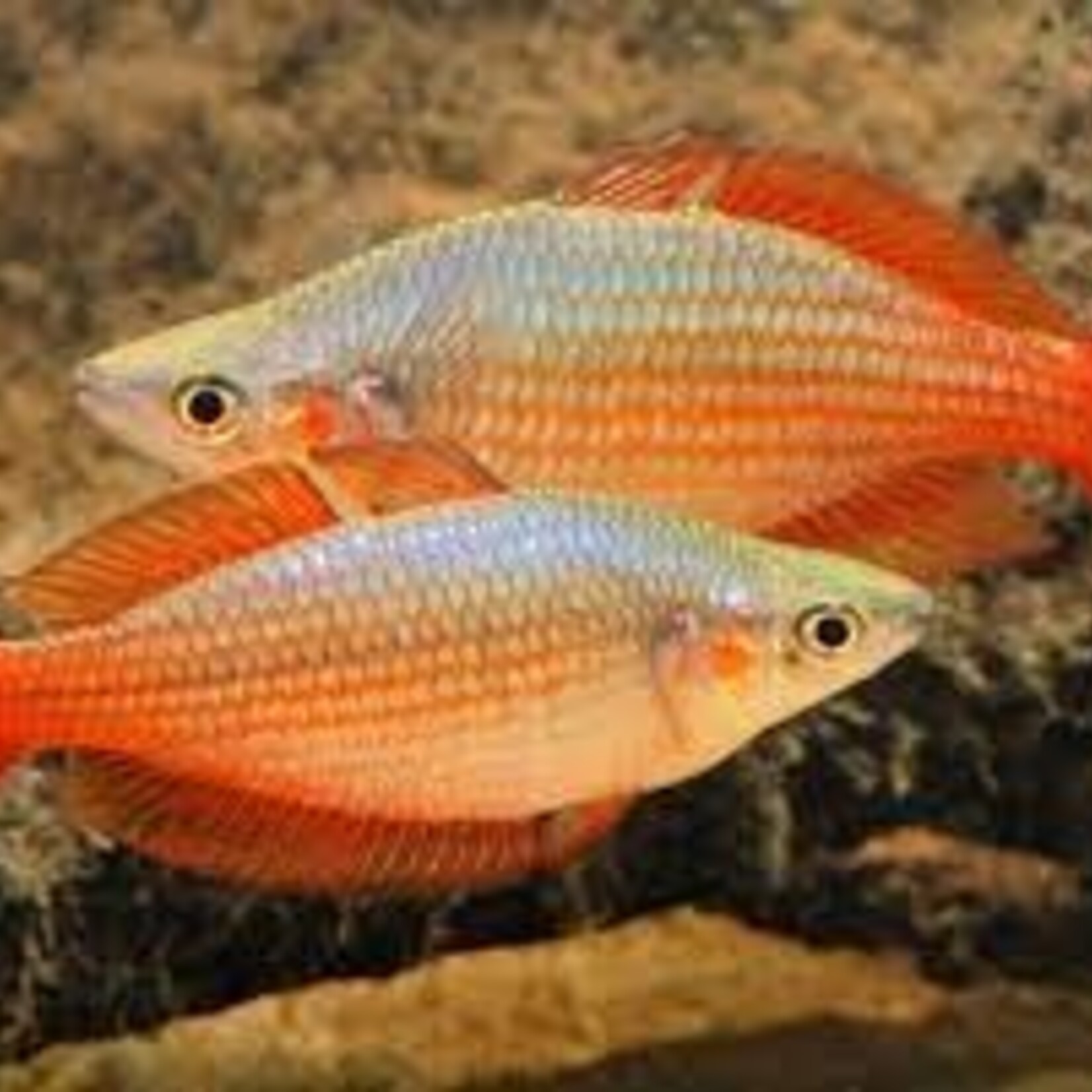 aFishionados FISH -  "Deep Water Creek" Rainbowfish