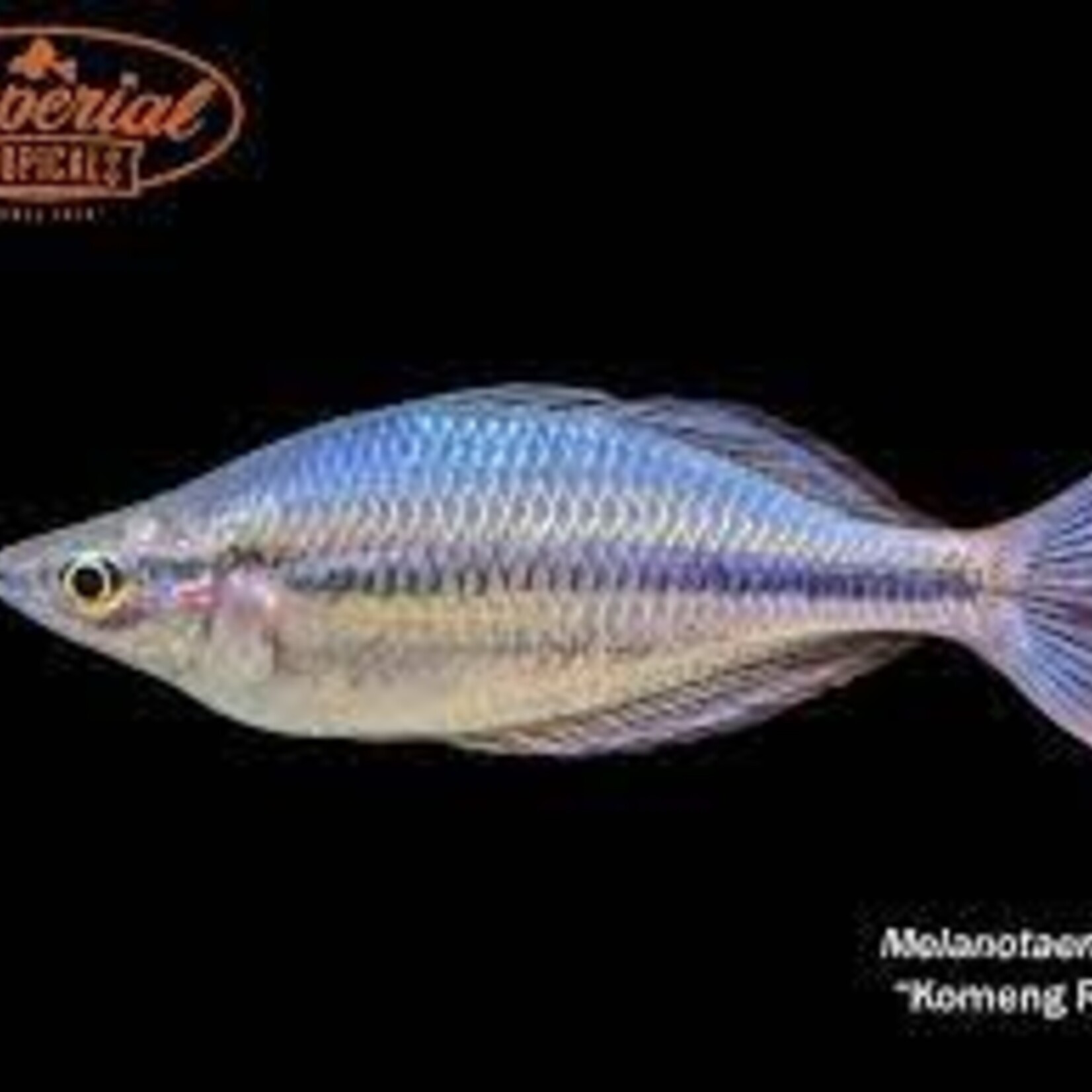aFishionados Melanotaenia sp Coming River (Fish)