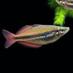aFishionados FISH - Goyder River Rainbowfish