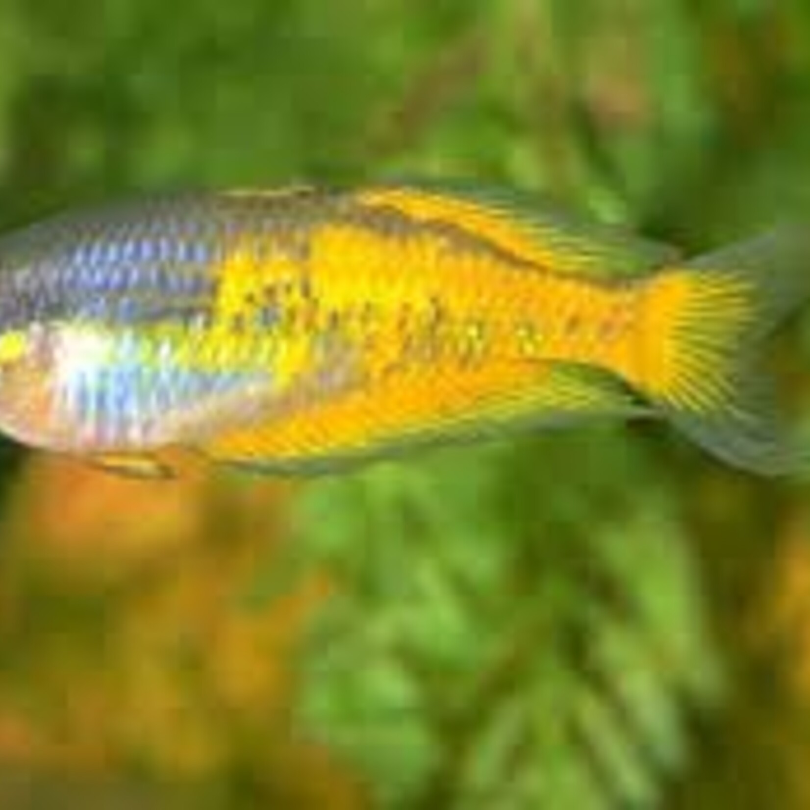 aFishionados FISH - Parkinson's Rainbowfish
