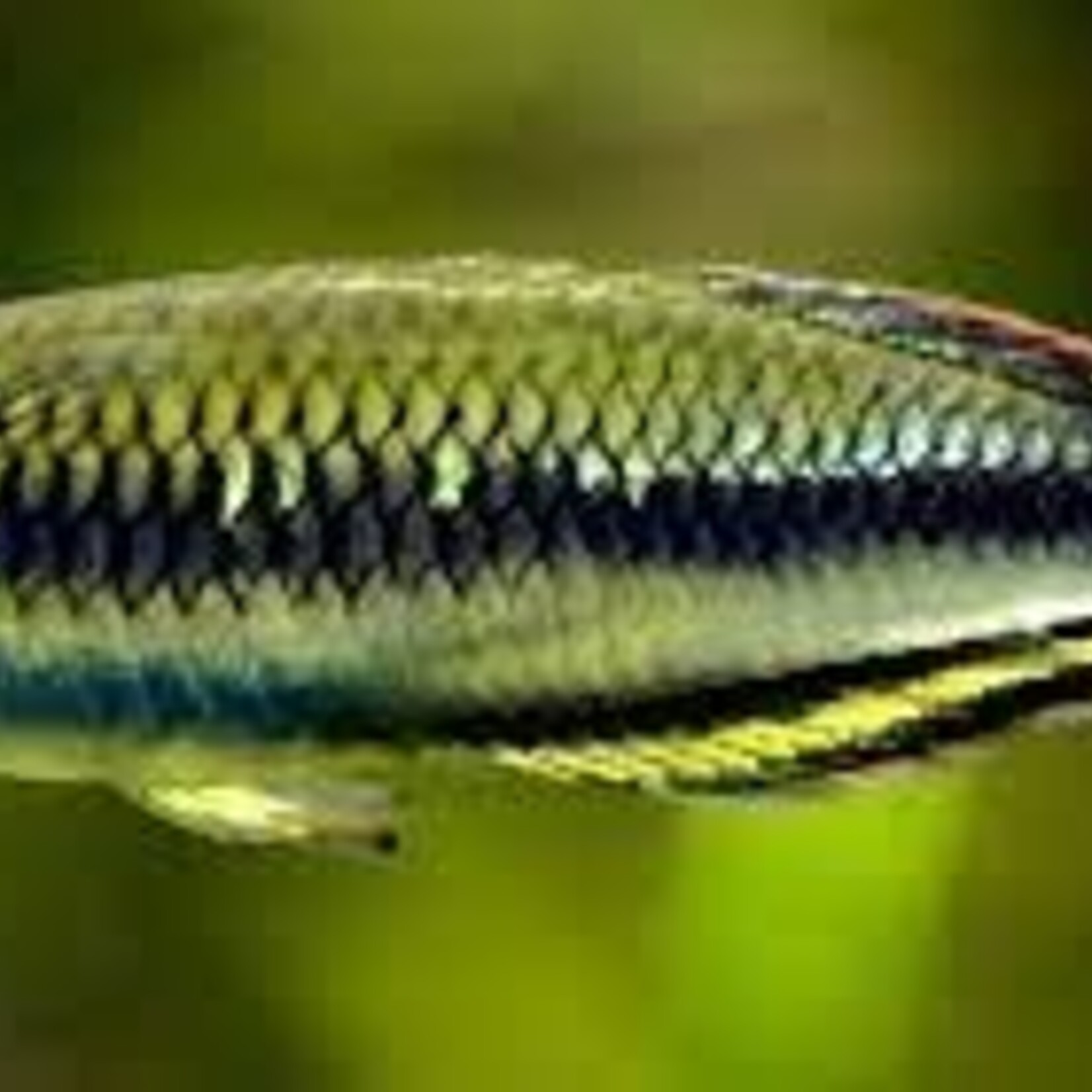 aFishionados Madagascar Rainbow Fish