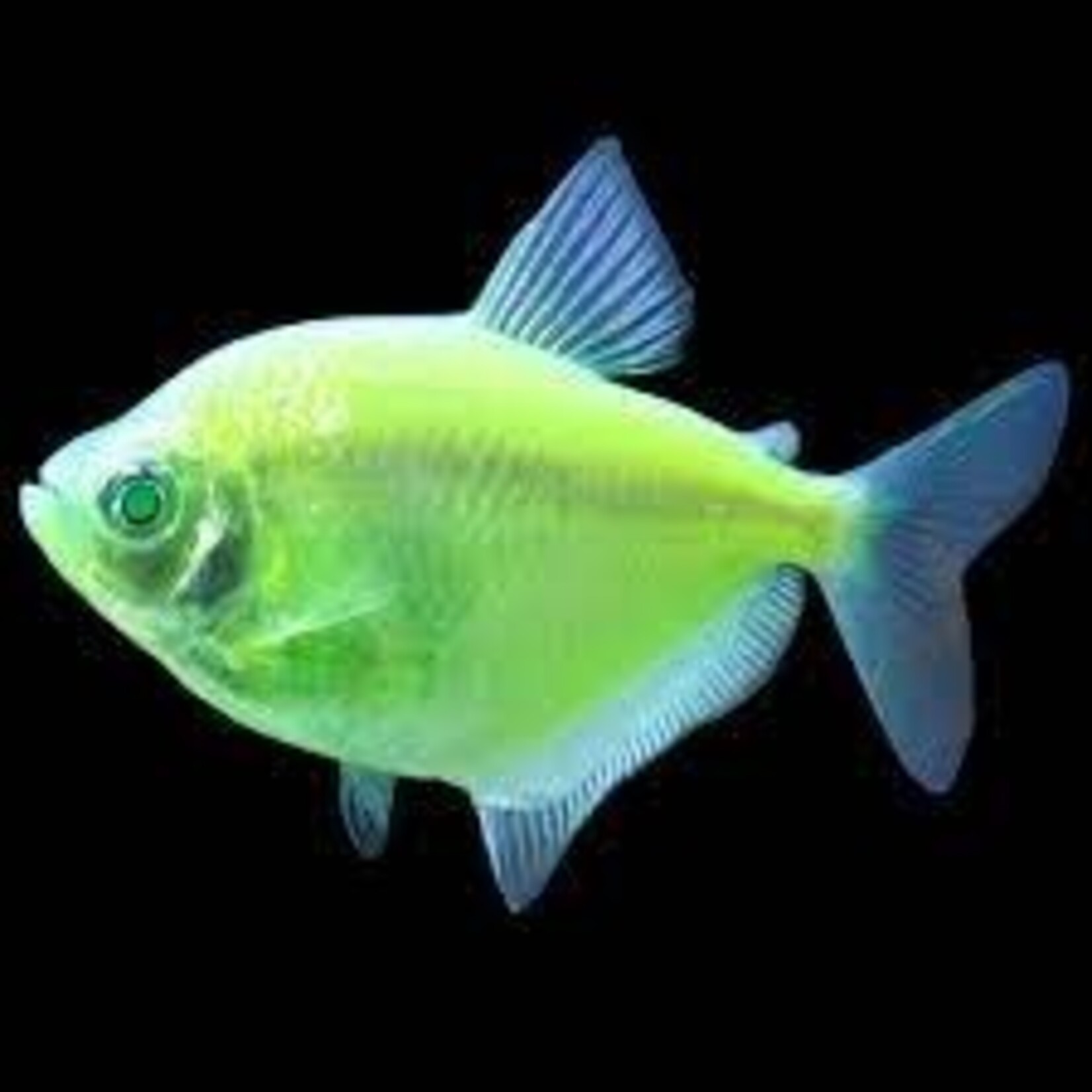 aFishionados FISH - GLOFISH TETRA