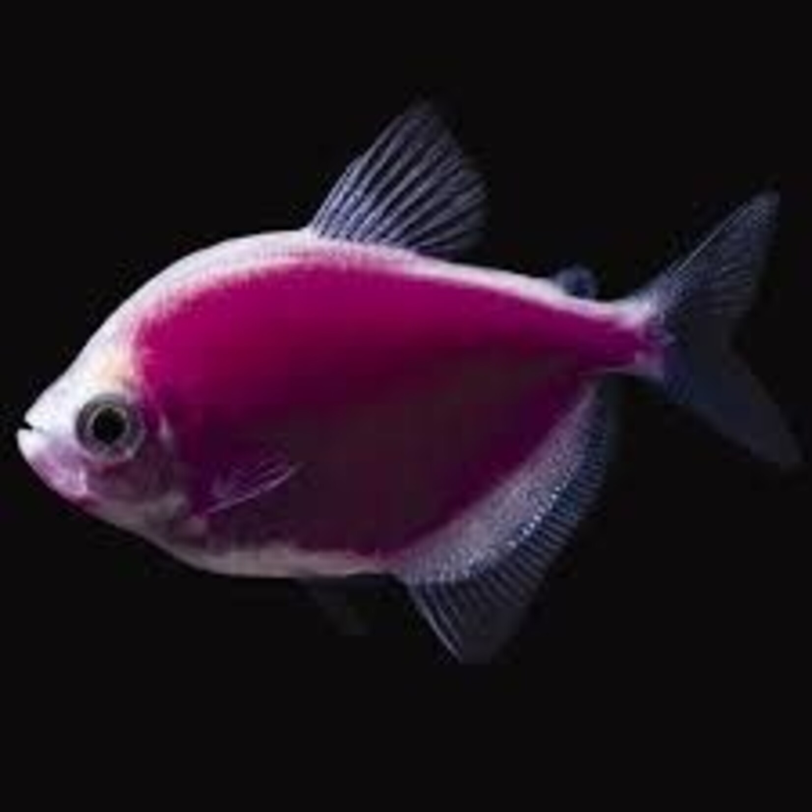 aFishionados FISH(NEW) - GLOFISH TETRA
