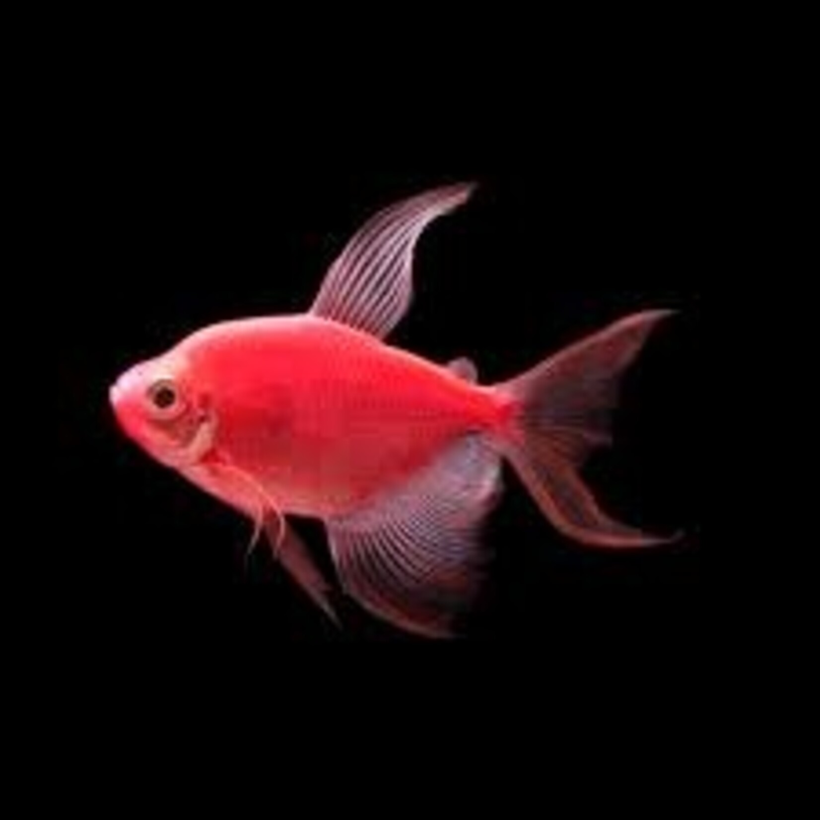 aFishionados FISH(NEW) - GLOFISH TETRA