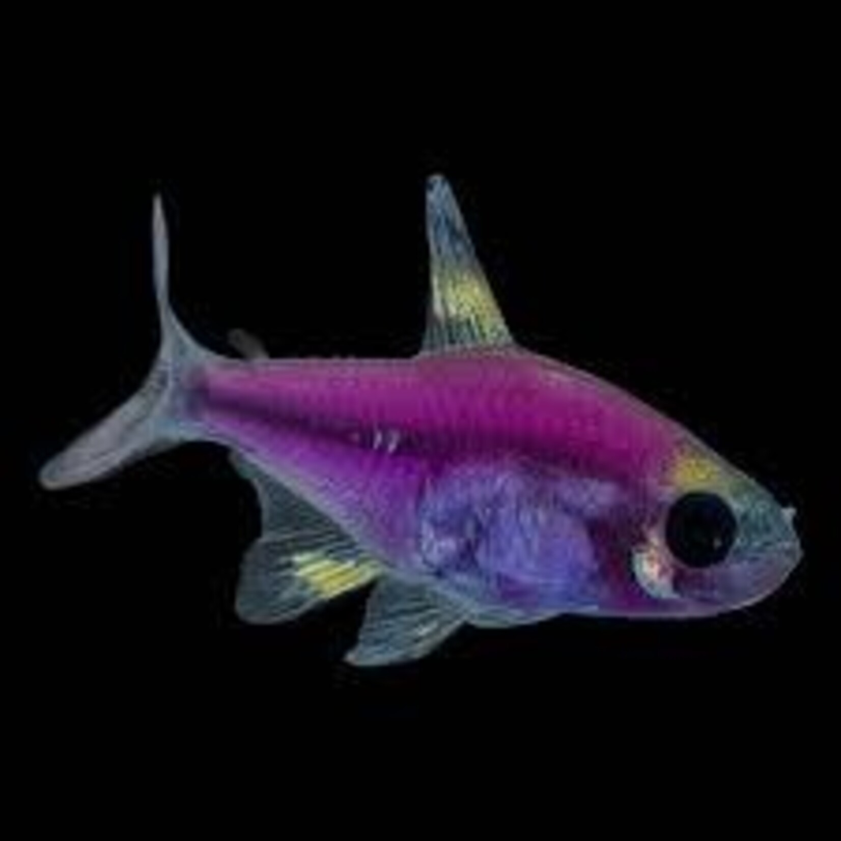 aFishionados FISH - Glofish Pristella Assort