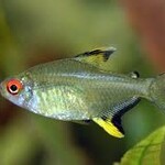 aFishionados FISH - (NEW) Lemon Tetra