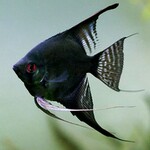 aFishionados FISH - (NEW) Black Angelfish
