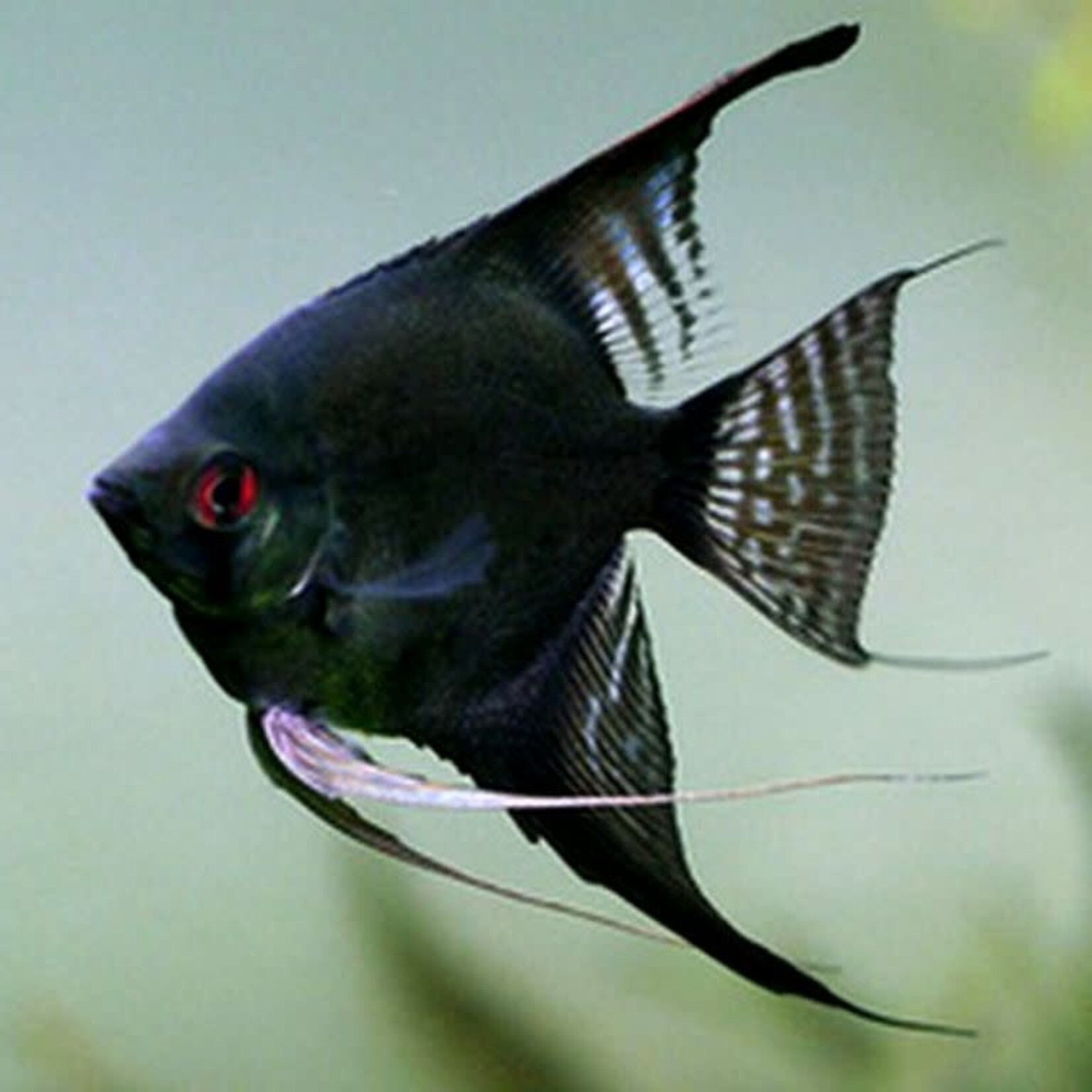 aFishionados FISH - (NEW) Black Angelfish