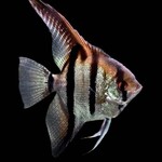 aFishionados FISH - (NEW) Red Back Amapa Angelfish