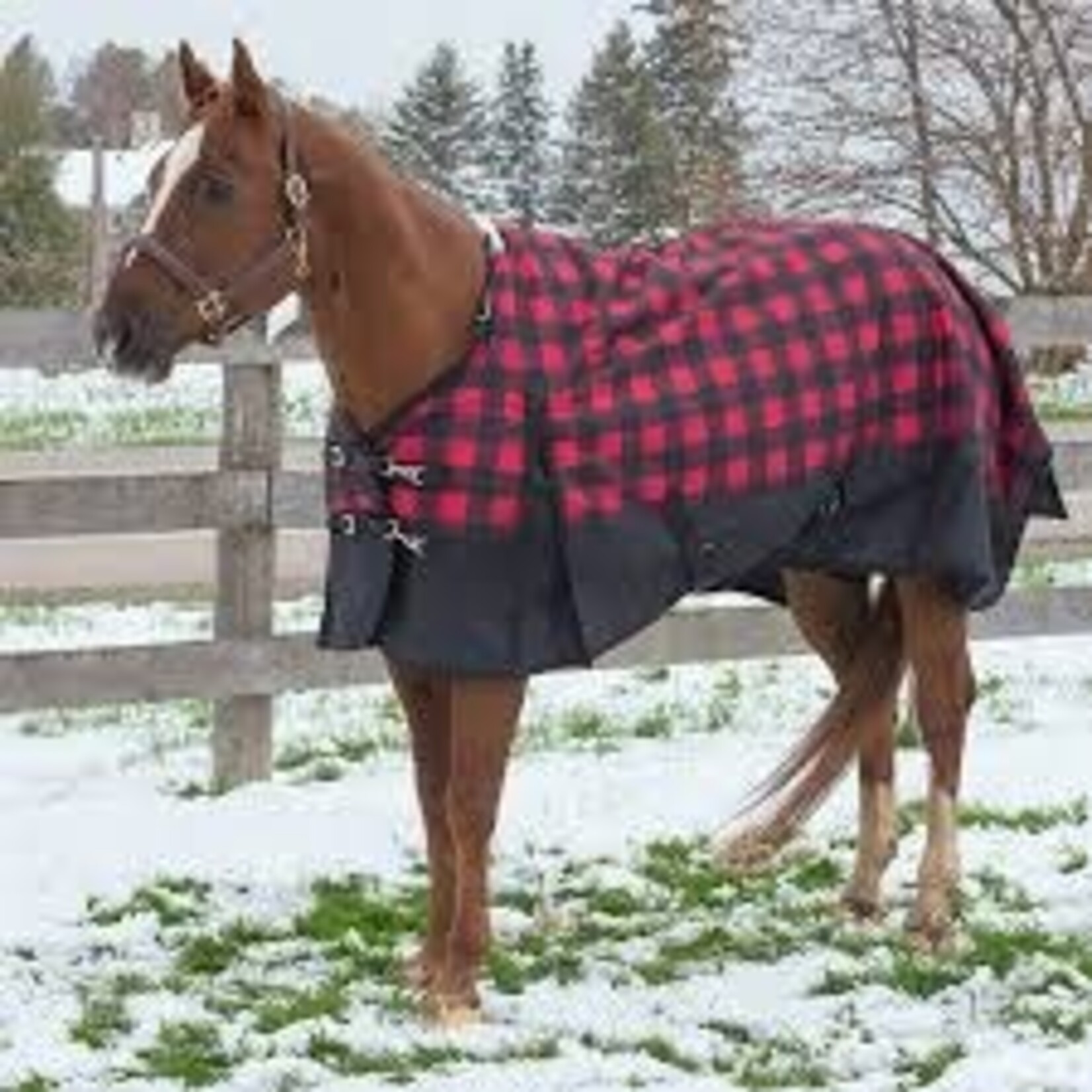 Canadian horsewear Turnout Buffalo Plaid Diablo 84"