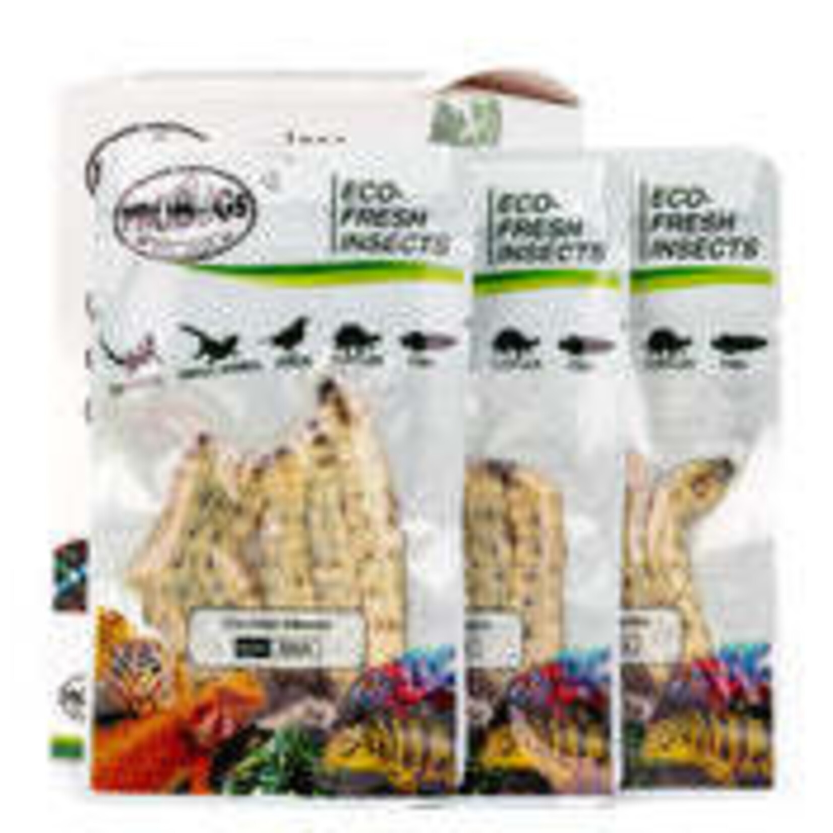 Probugs PROBUGS ECO-FRESH SILKWORMS